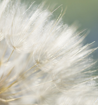 dandelion crop